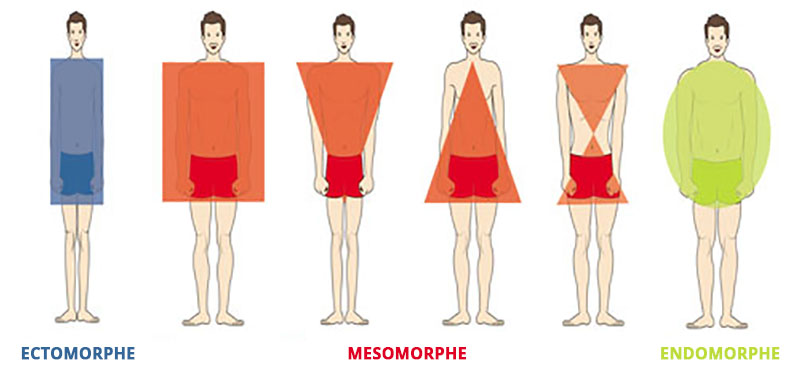 Les différentes formes de Morphotypes