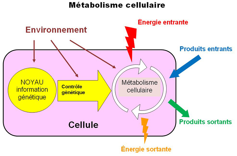 Métabolisme cellulaire